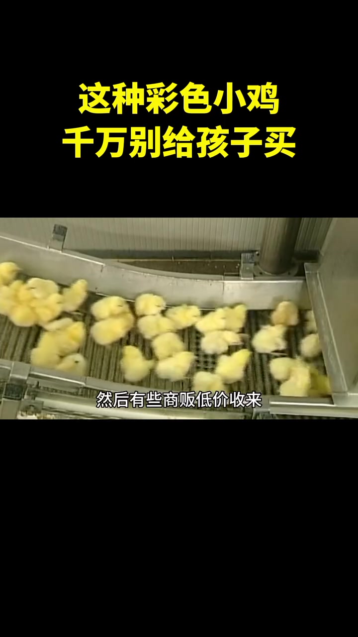 这种彩色小鸡,千万别给孩子买