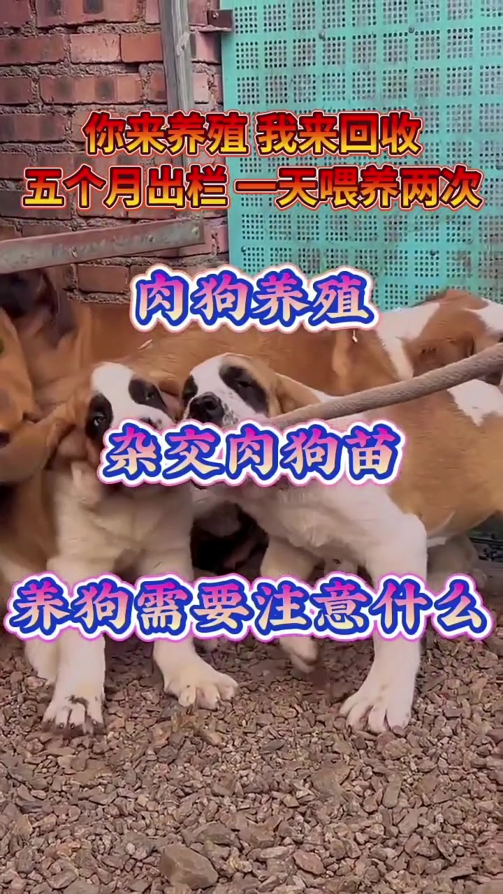 诚招全国养殖合作伙伴