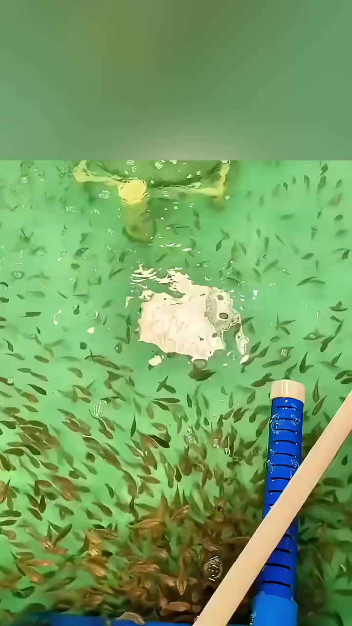 珍珠石斑鱼,买多大的苗比较好?