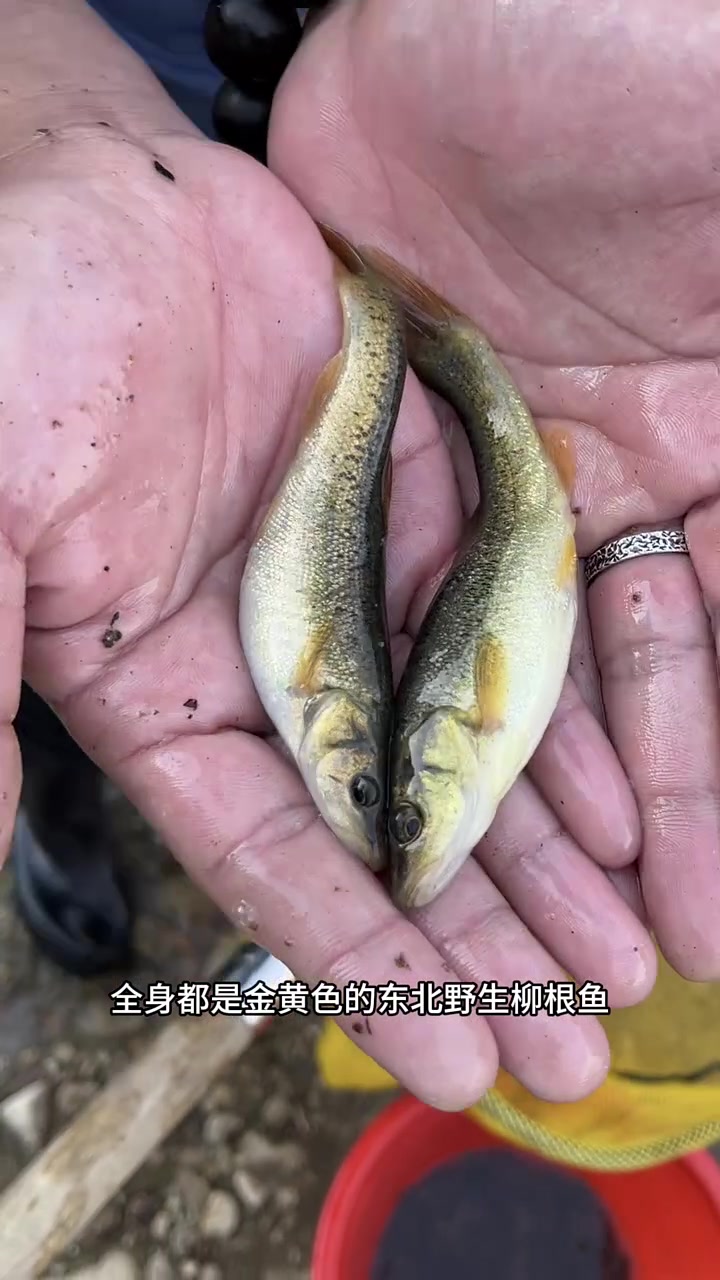 东北的资源真的太丰富了,河沟里小龙虾和细鳞鱼都泛滥了。