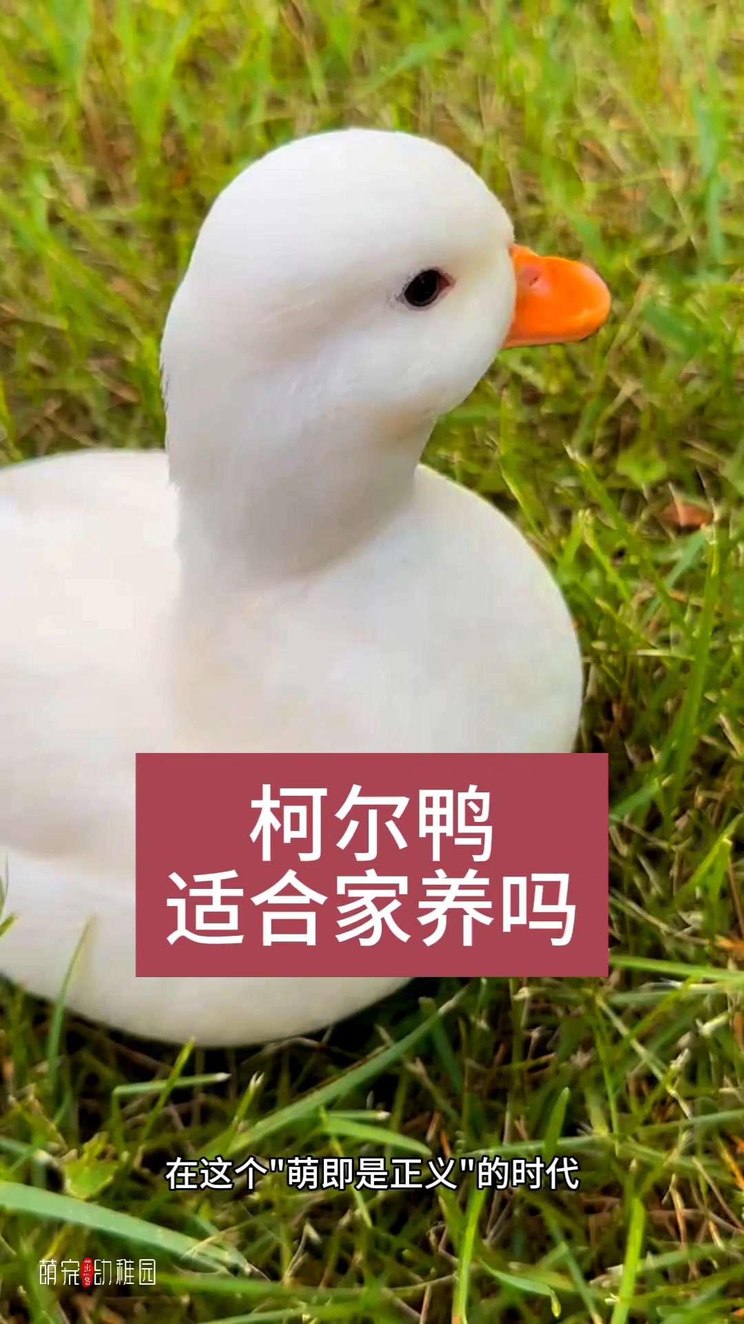 柯尔鸭适合家庭养吗
