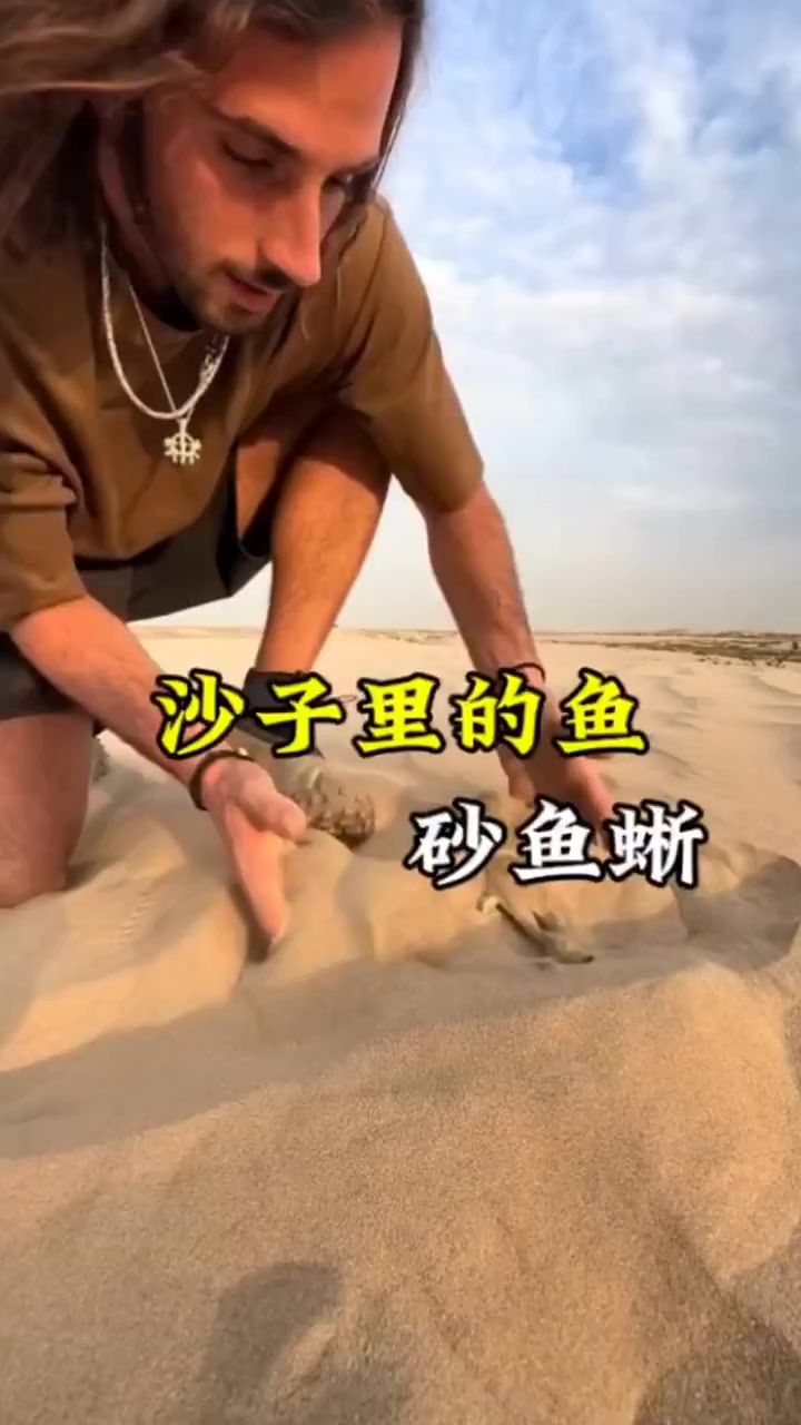 砂鱼蜥:为什么非得在水里游?岩石间的游鱼有何不可?