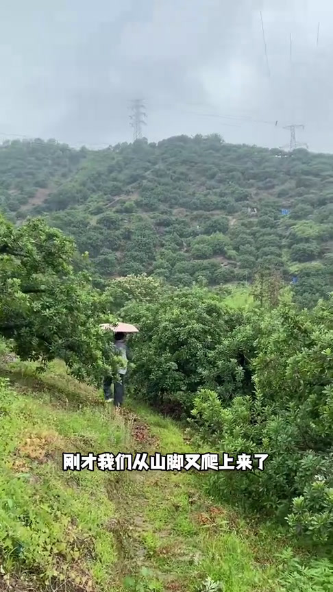 没吃东魁,何以评价浙江杨梅?