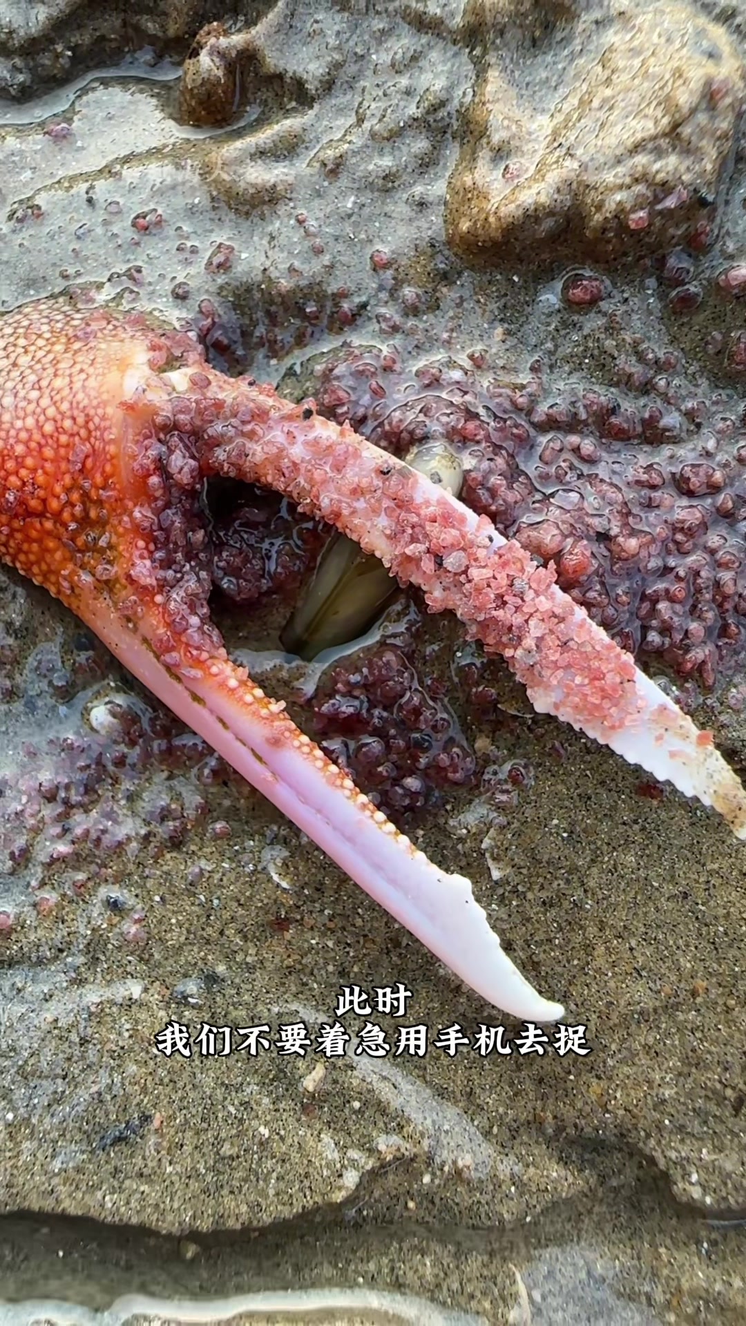 赶海人老王用秘制工具齁出竹蛏子