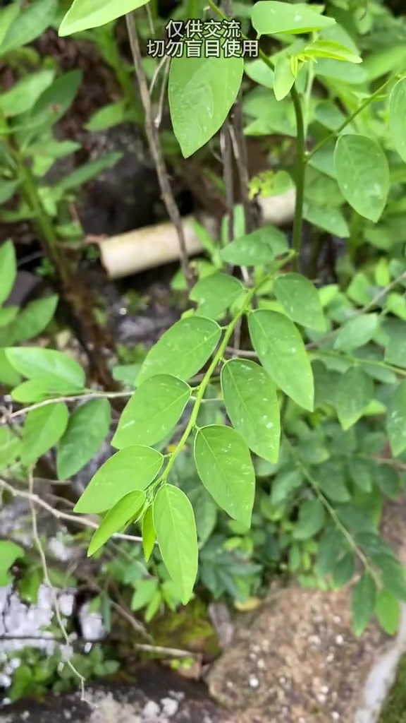 居然还有长在树上的菜!潮汕青草 潮汕青草文化 树仔菜 植物科普 大自然的馈赠