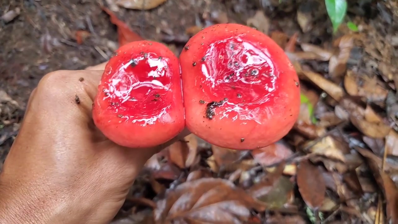 云南哀牢山捡菌日记,野生菌品种太丰富了