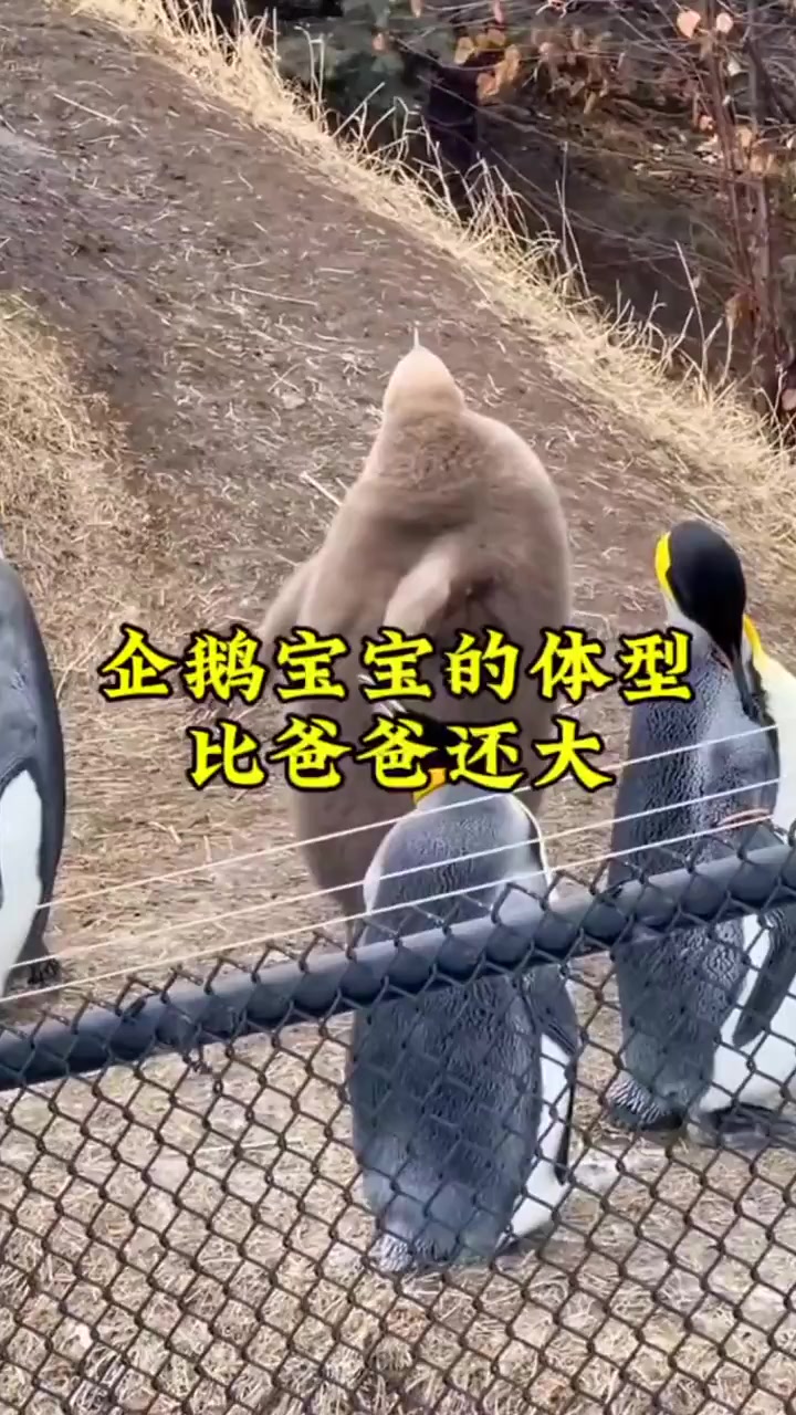 企鹅爸爸惊讶地发现,20天的宝宝比自己还大?