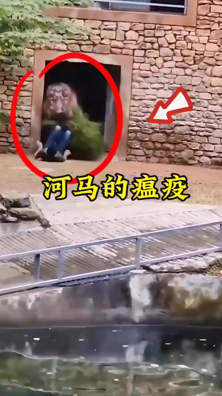 河马也是喜欢吃肉的呢!