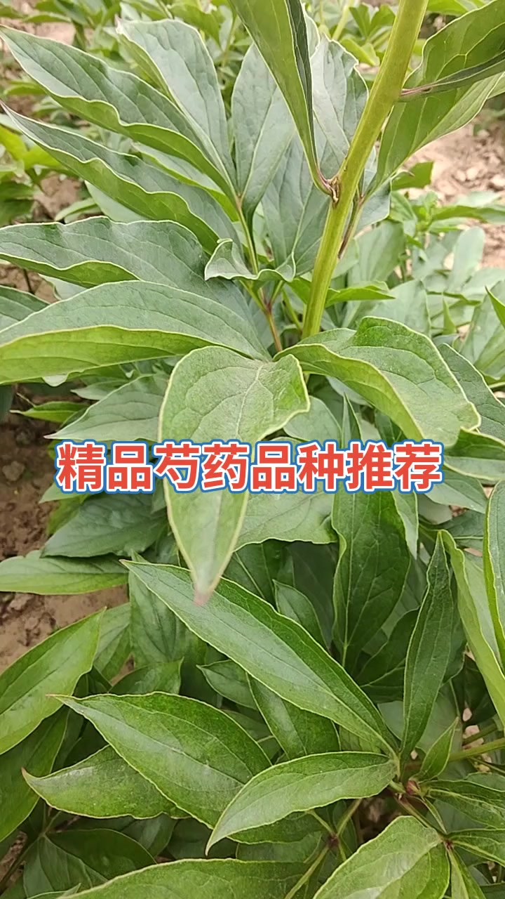 精品芍药品种推荐