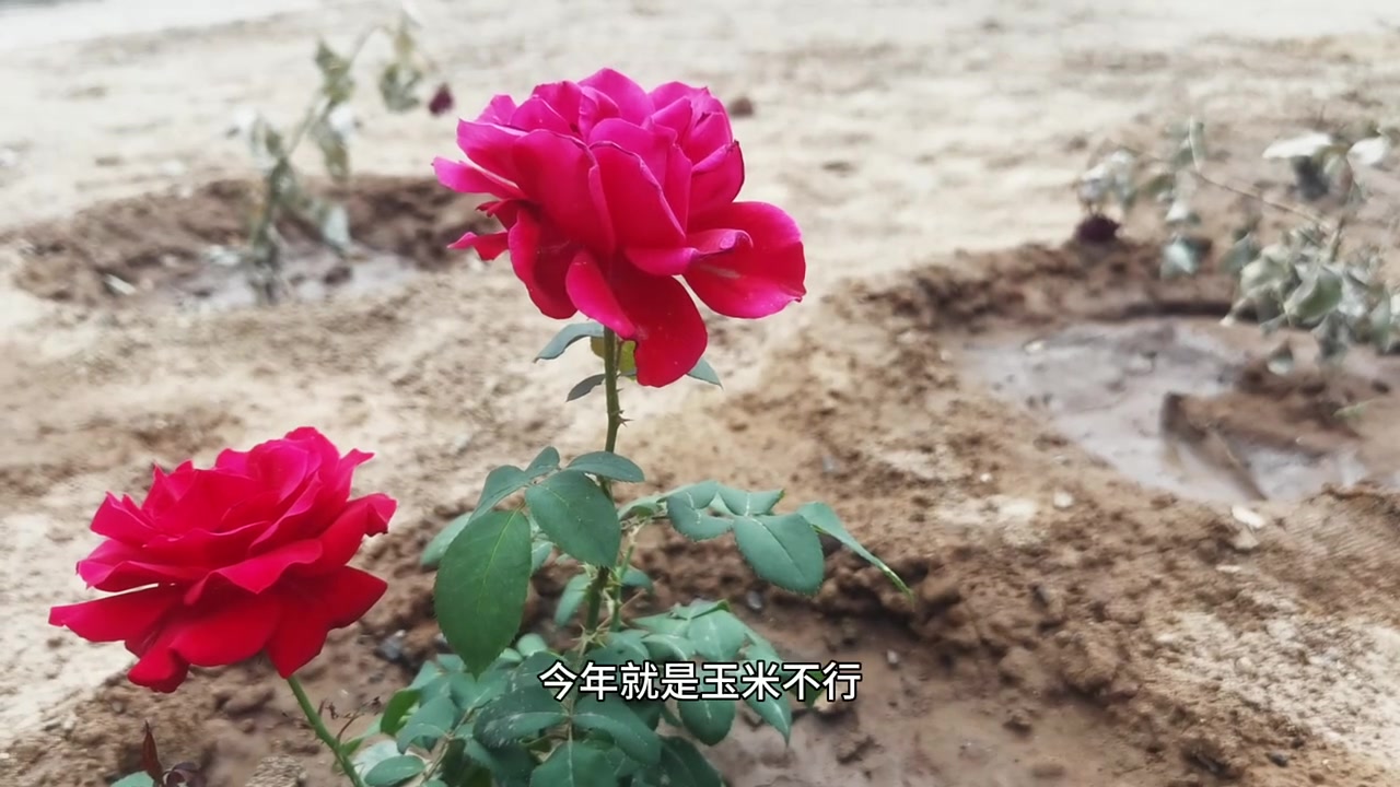 一星期的时间,芥菜好了,西葫芦满地,菜园子弥漫着菜香味