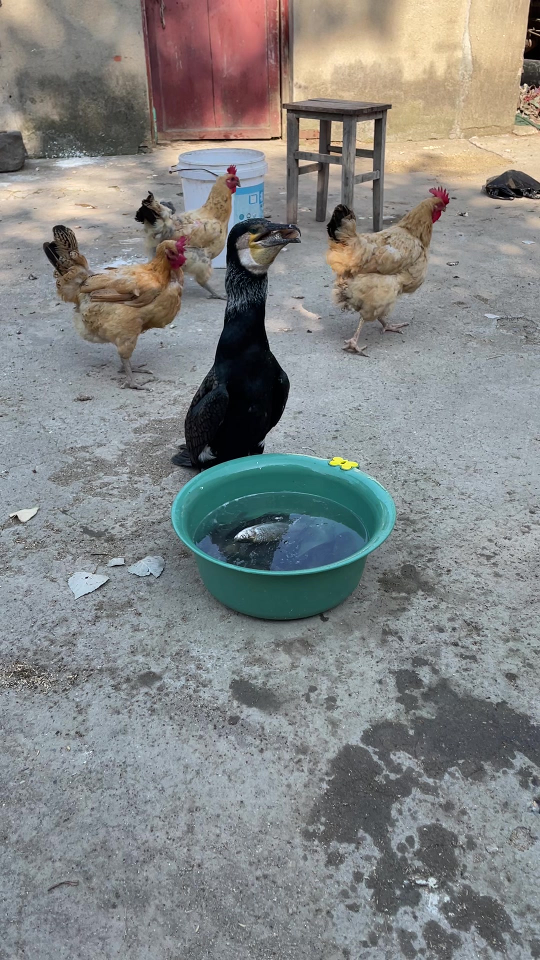 小鸭子太能吃了一口一条鱼