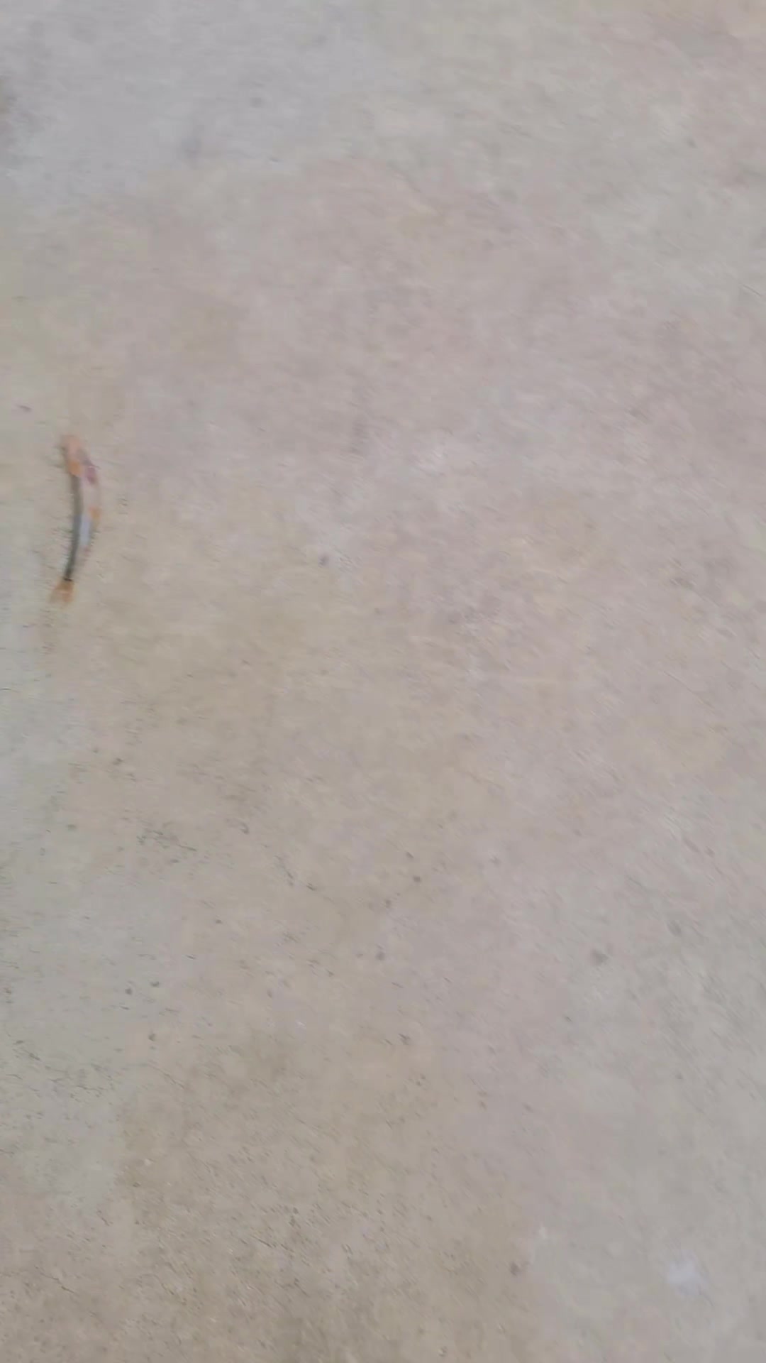 这种就鲜了,新鲜红尾巴鱼