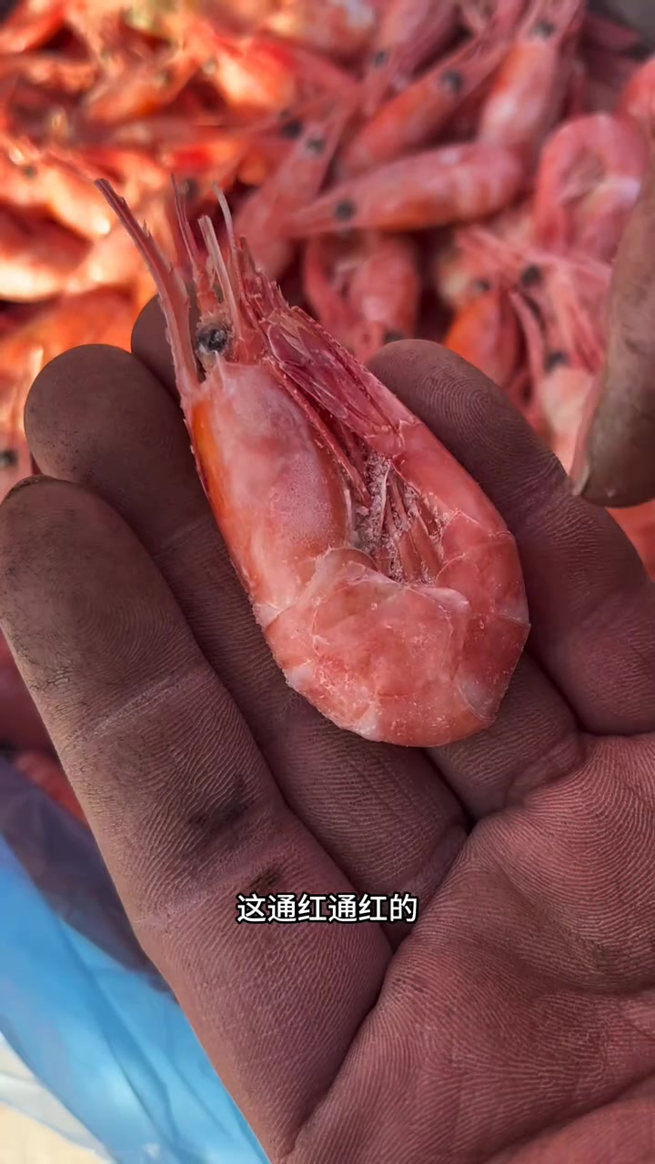 东北早市土豆哥揭秘:早市北极甜虾挑选大法,让你一次买到满膏满黄的籽虾,冰虾!避免踩坑!怎么