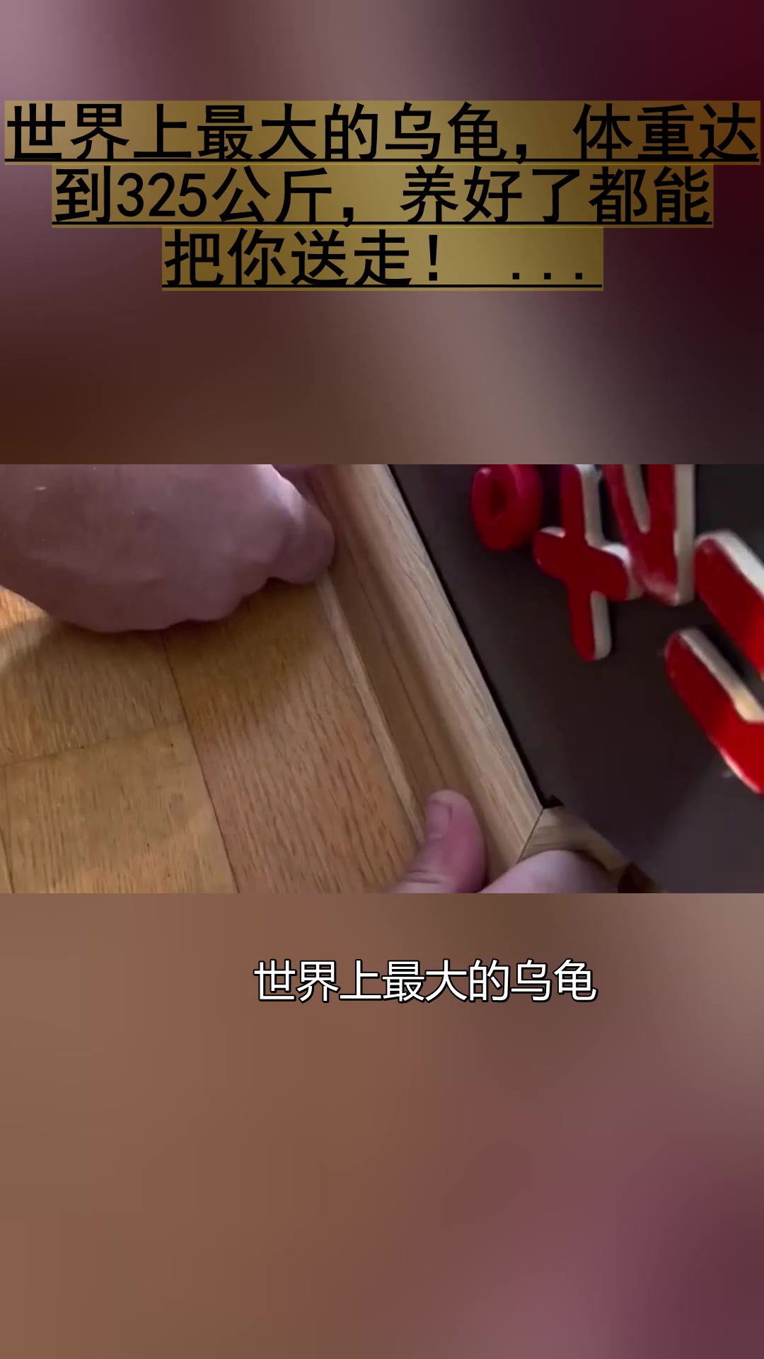 世界上最大的乌龟,体重达到325公斤,养好了都能把你送走!……