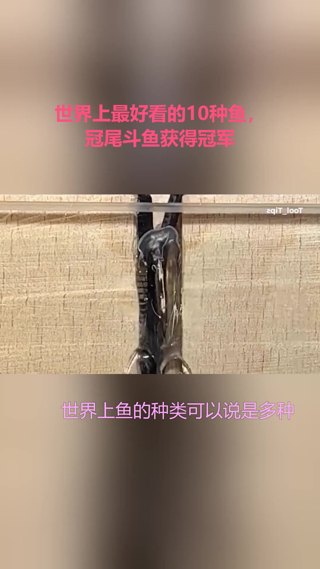世界上最好看的10种鱼,冠尾斗鱼获得冠军