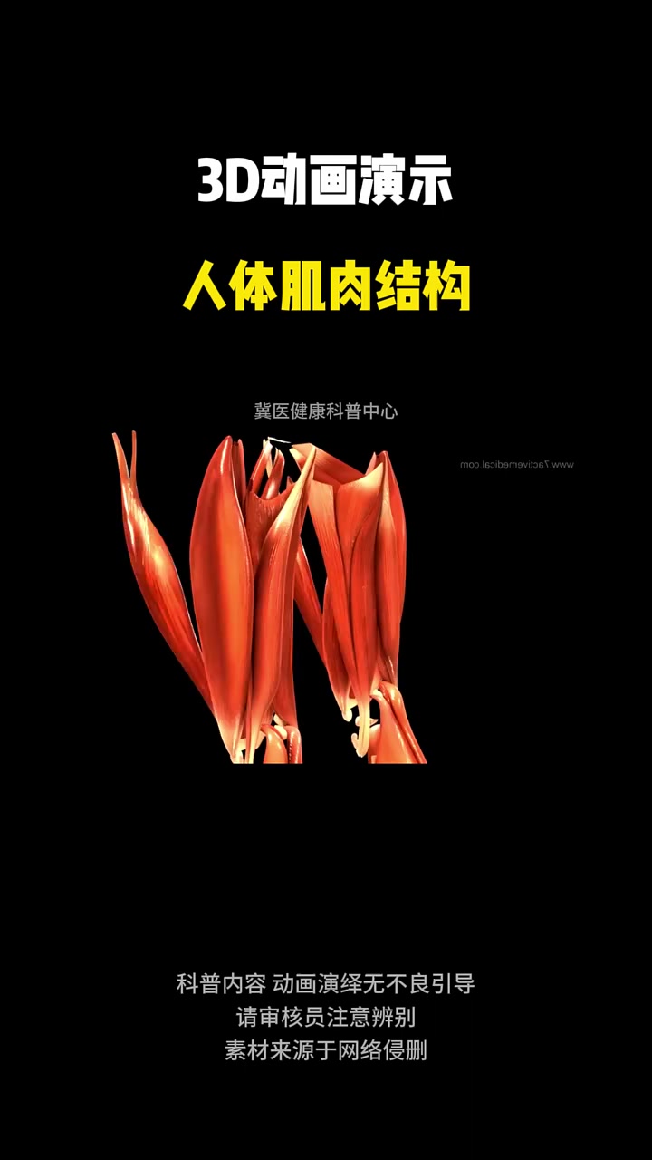 3D动画演示人体肌肉结构