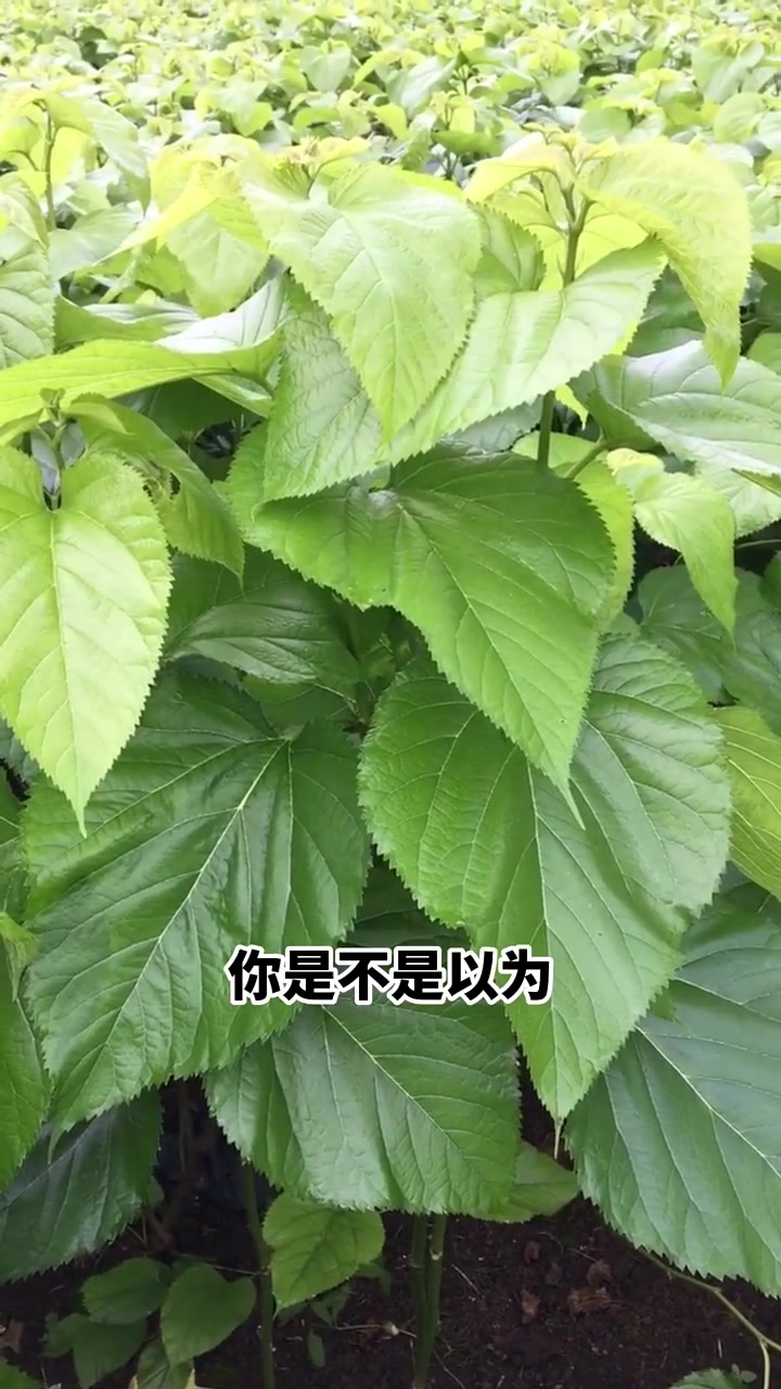 为什么很多人都在坚持喝霜打的桑叶茶?你有知道吗