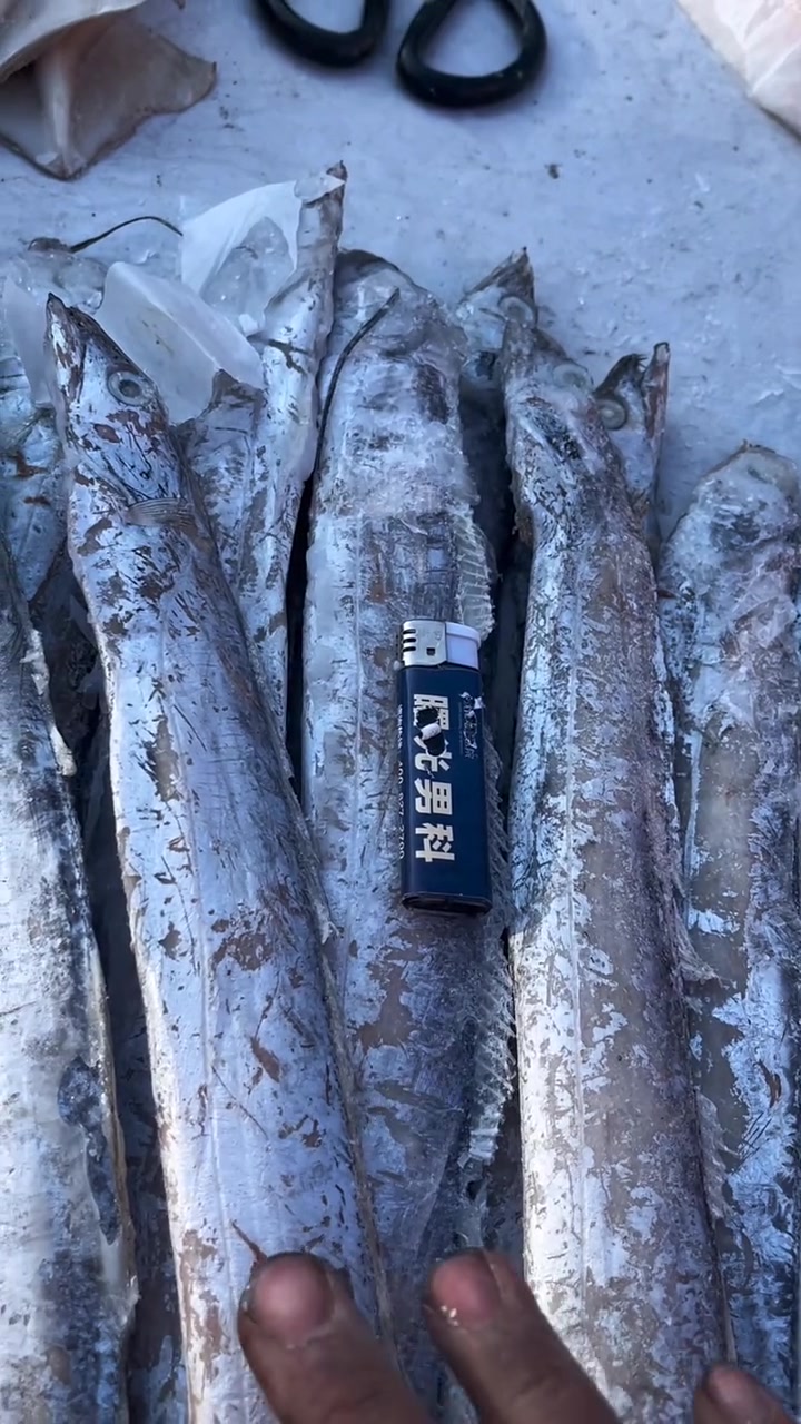 东北早市土豆哥揭秘:早市带鱼挑选大法,让你一次买到新鲜的刀鱼,避免买到大骨节刀鱼!进口南方