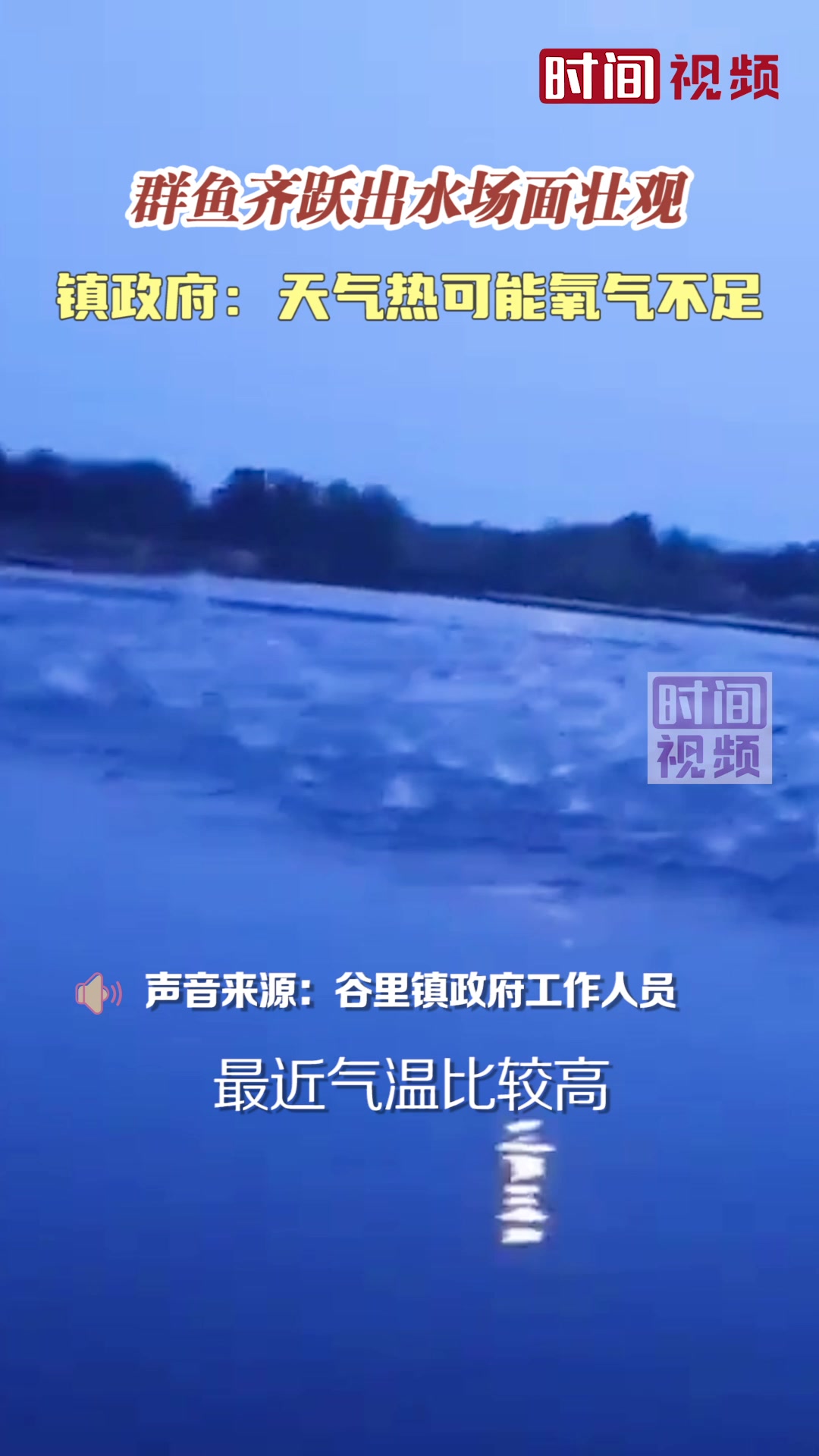 群鱼齐跃出水场面壮观 镇政府:天气热,可能水里氧气不足