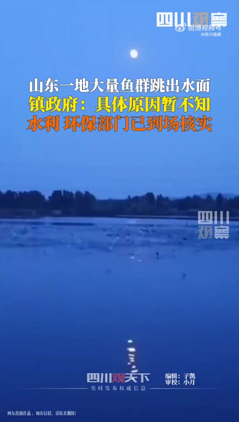 山东一地回应大量鱼群跳出水面,类似事件是什么成因?