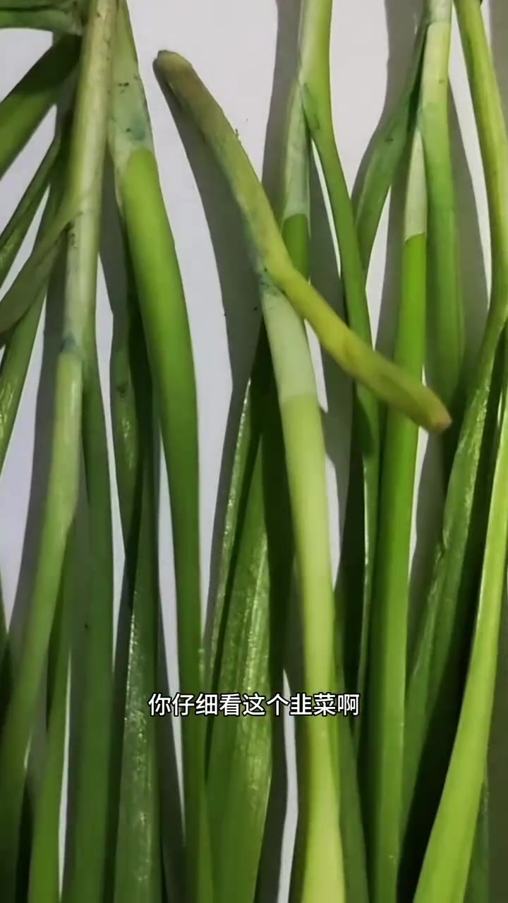 东北早市土豆哥揭秘:早市韭菜挑选大法,让你一次买对好吃的头刀韭菜,拒绝药水韭菜!韭菜怎样不