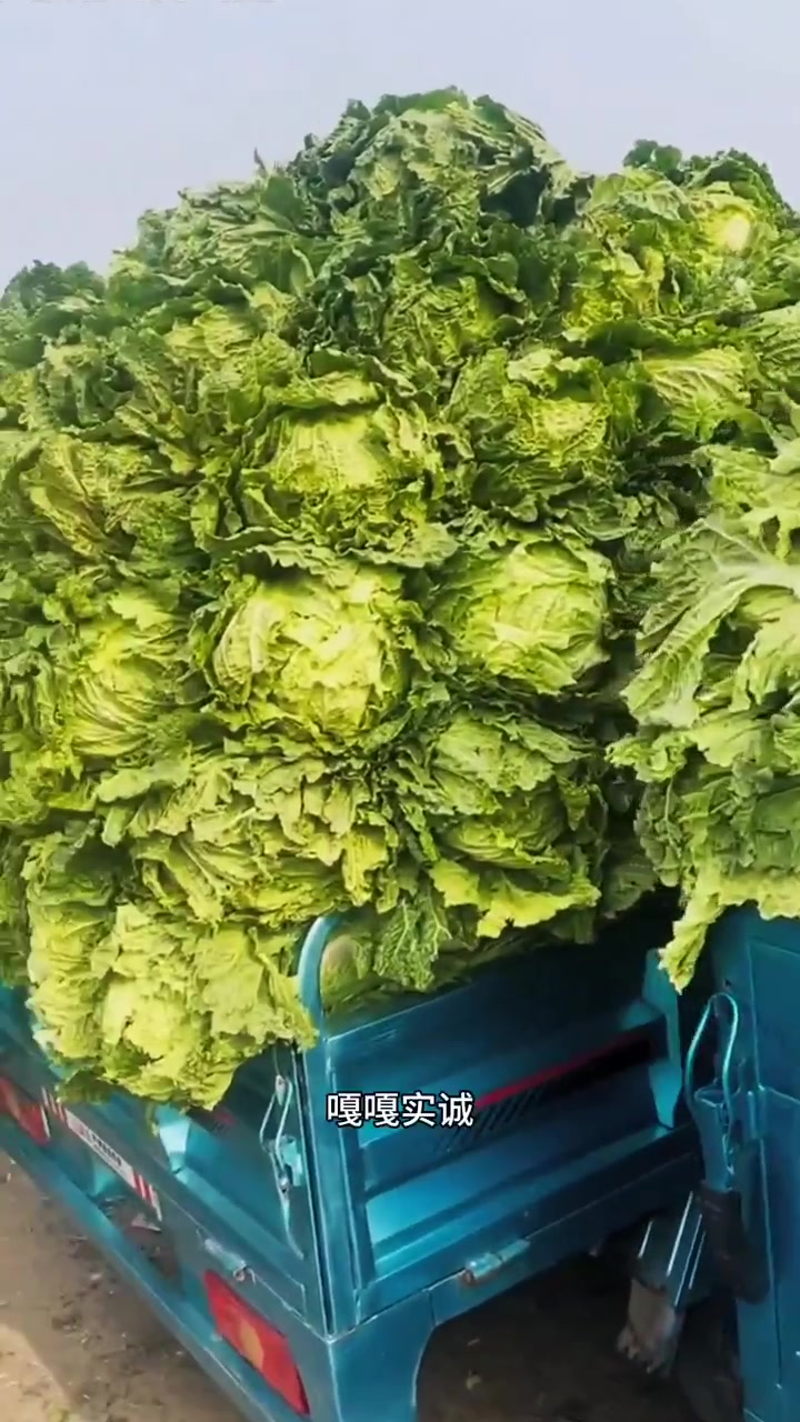 “东北秋菜购买指南:大白菜挑选和储存的技巧,跟着东北早市土豆哥一起学怎么挑大白菜!”