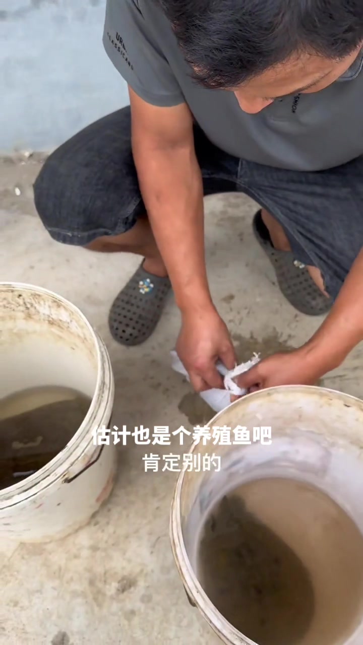 教兄弟们认识,野生和养殖甲鱼的差别