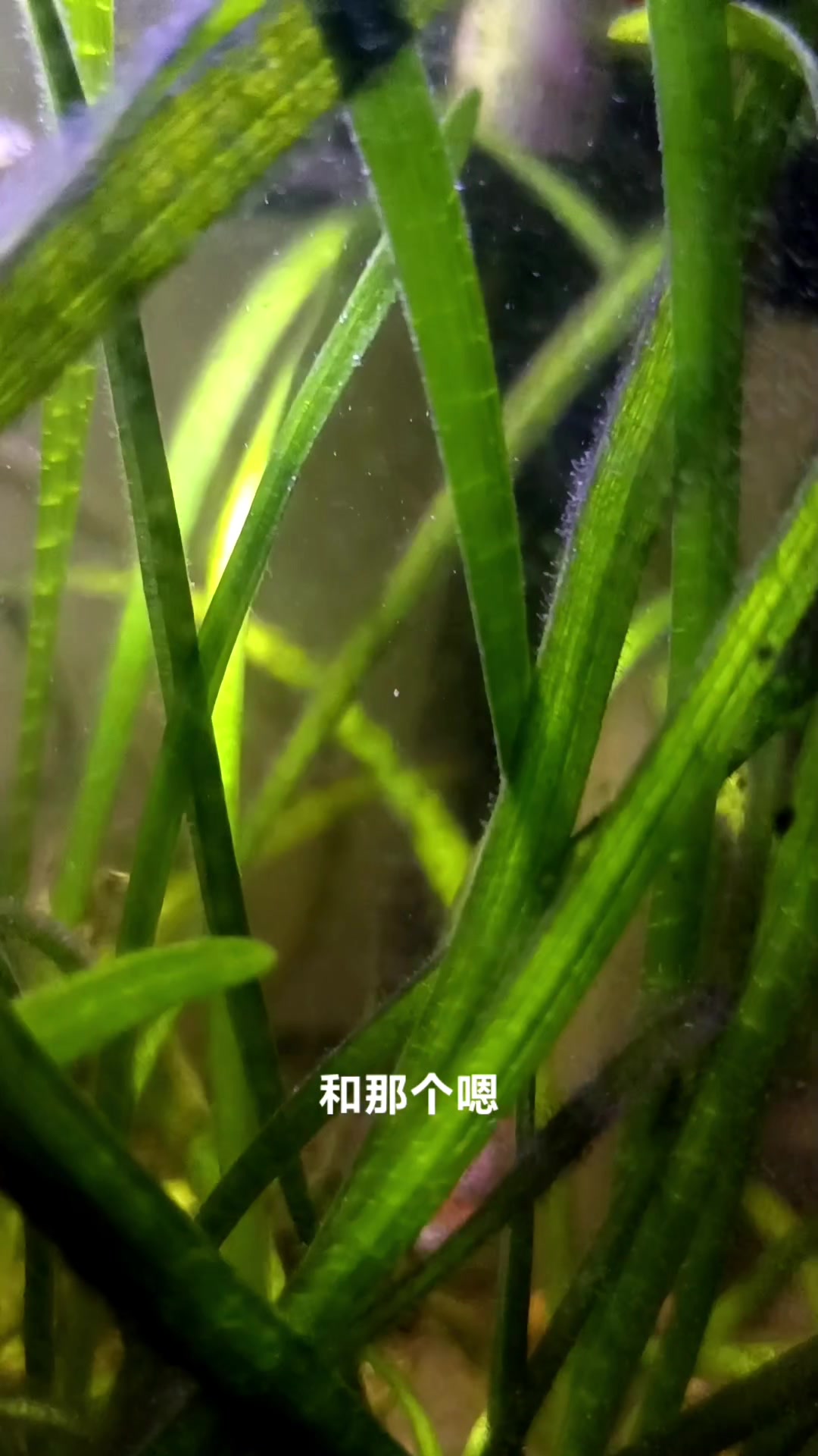 热带鱼蛇皮孔雀和红袍孔雀杂交会有什么结果?