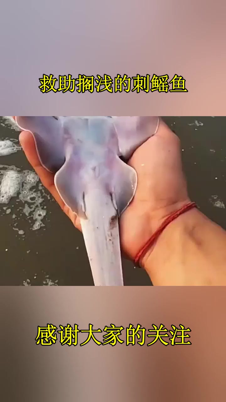 救助搁浅的刺鳐鱼