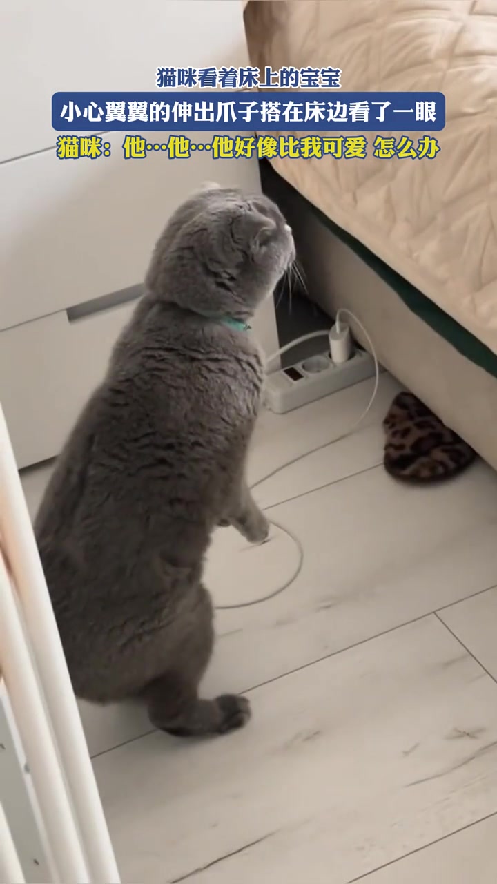 猫咪看着床上的宝宝,小心翼翼的伸出爪子搭在床边看了一眼。猫咪:他……他……他好像比我可爱,