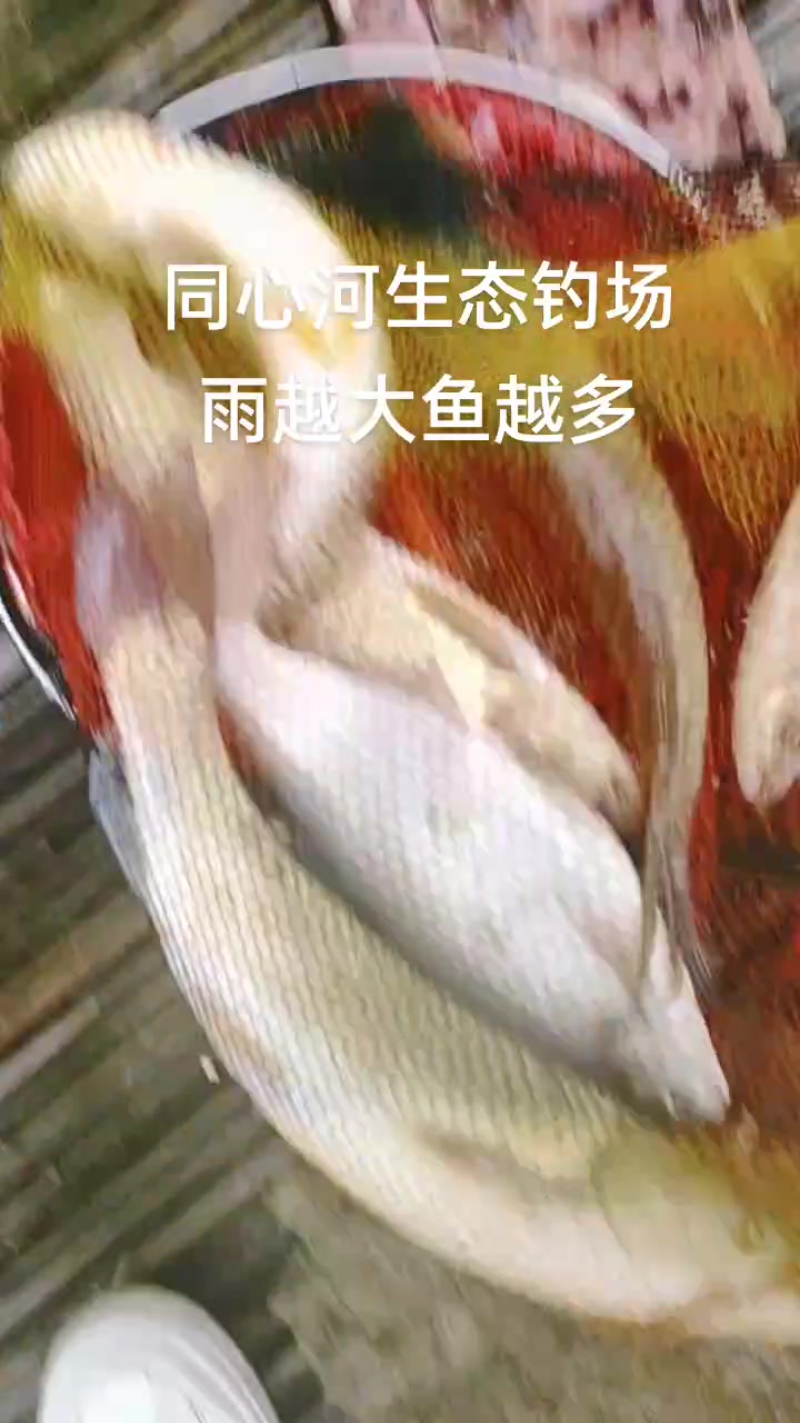 常德市同心河生态钓场