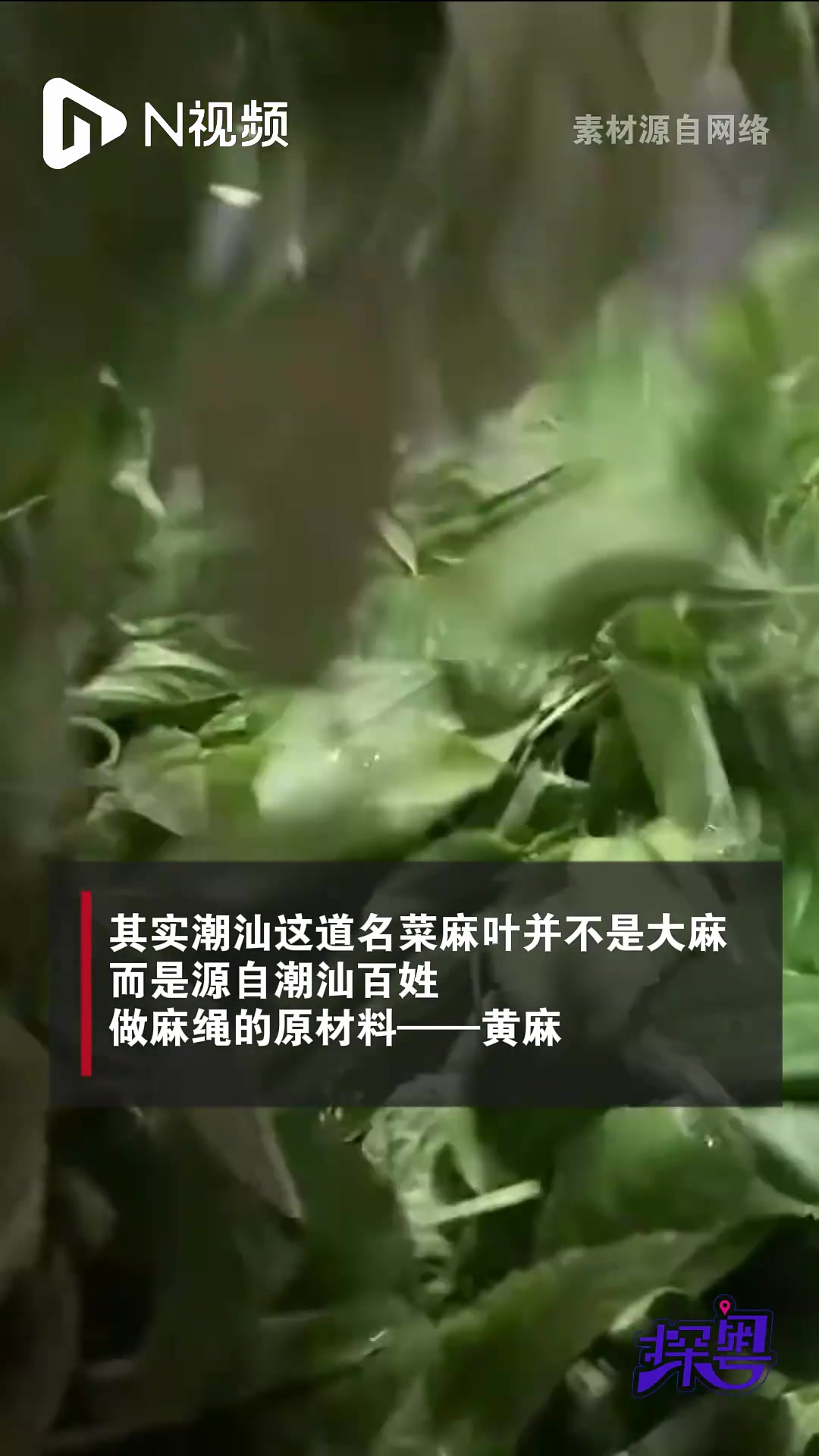 潮汕餐桌常备名菜麻叶是大麻?不,它是黄麻!