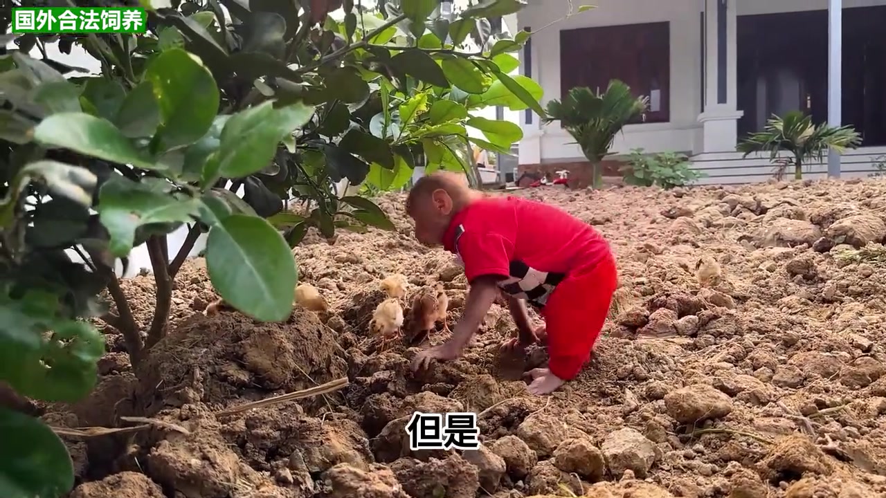 第28集|小猴子把小鸡放出来让他们找食物吃