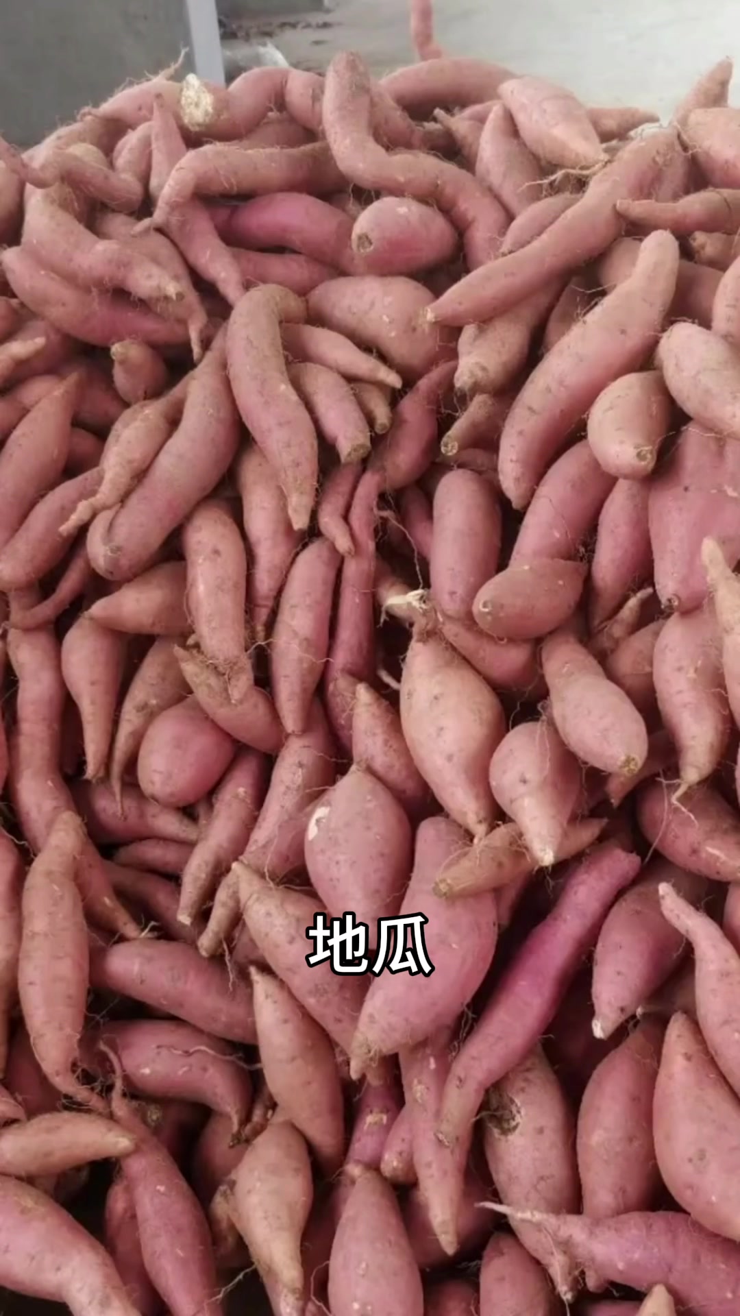 一年十二个月,种菜时间表