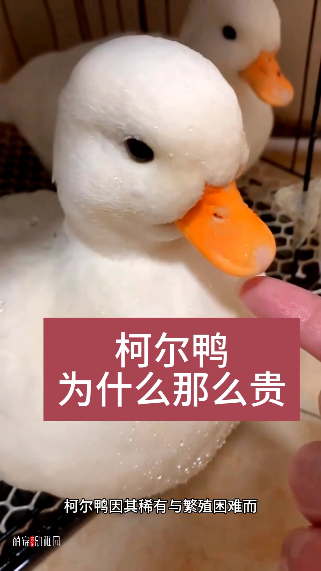 柯尔鸭为什么那么贵