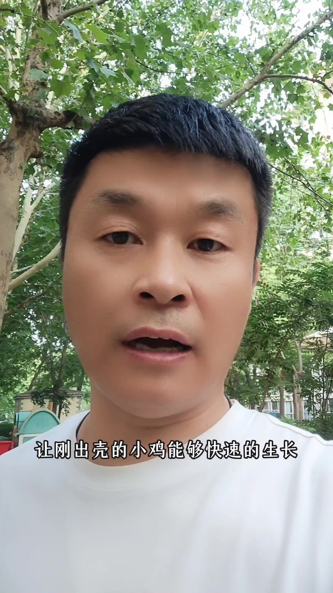 小鸡苗到家第一天,用红糖水喂鸡好,还是用葡萄糖好?