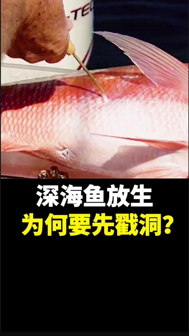 深海鱼放生,为何要先戳洞