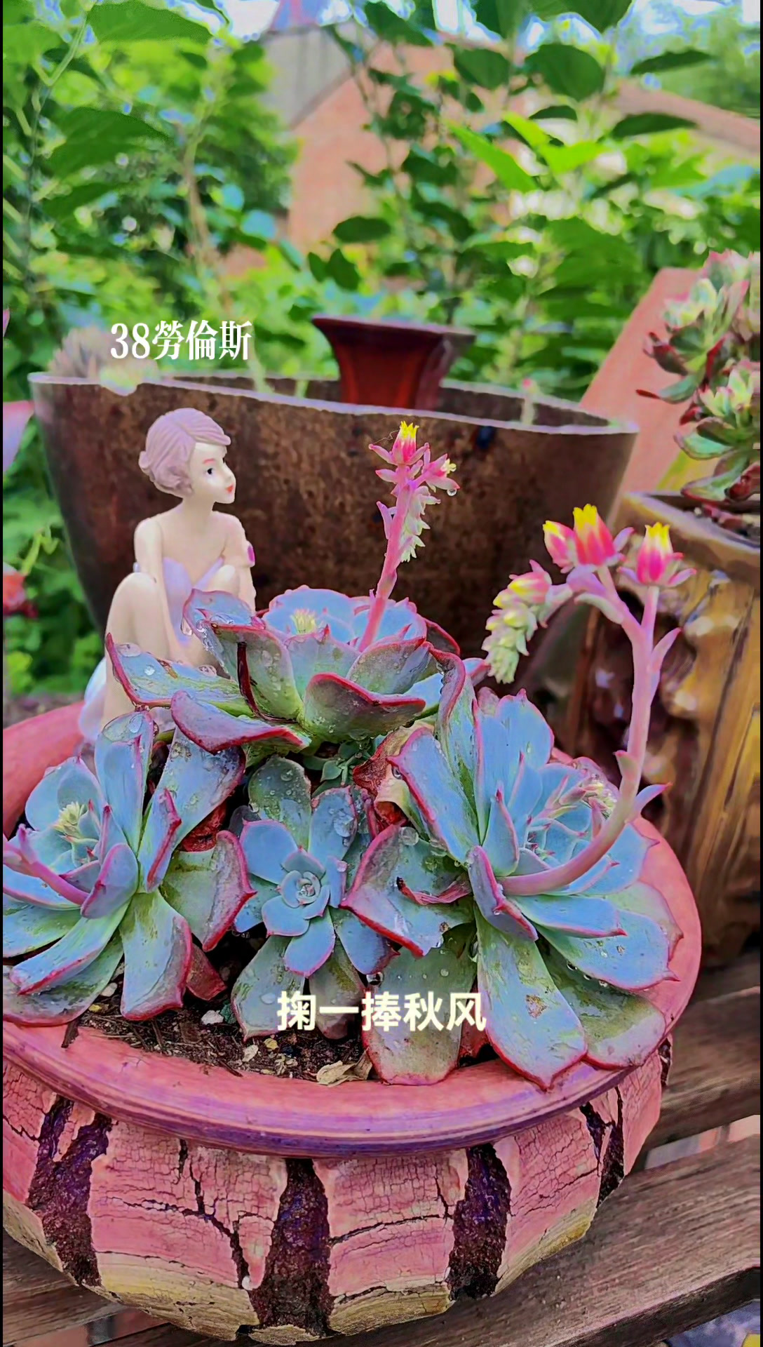 劳伦斯,特别好养的一盘多肉。