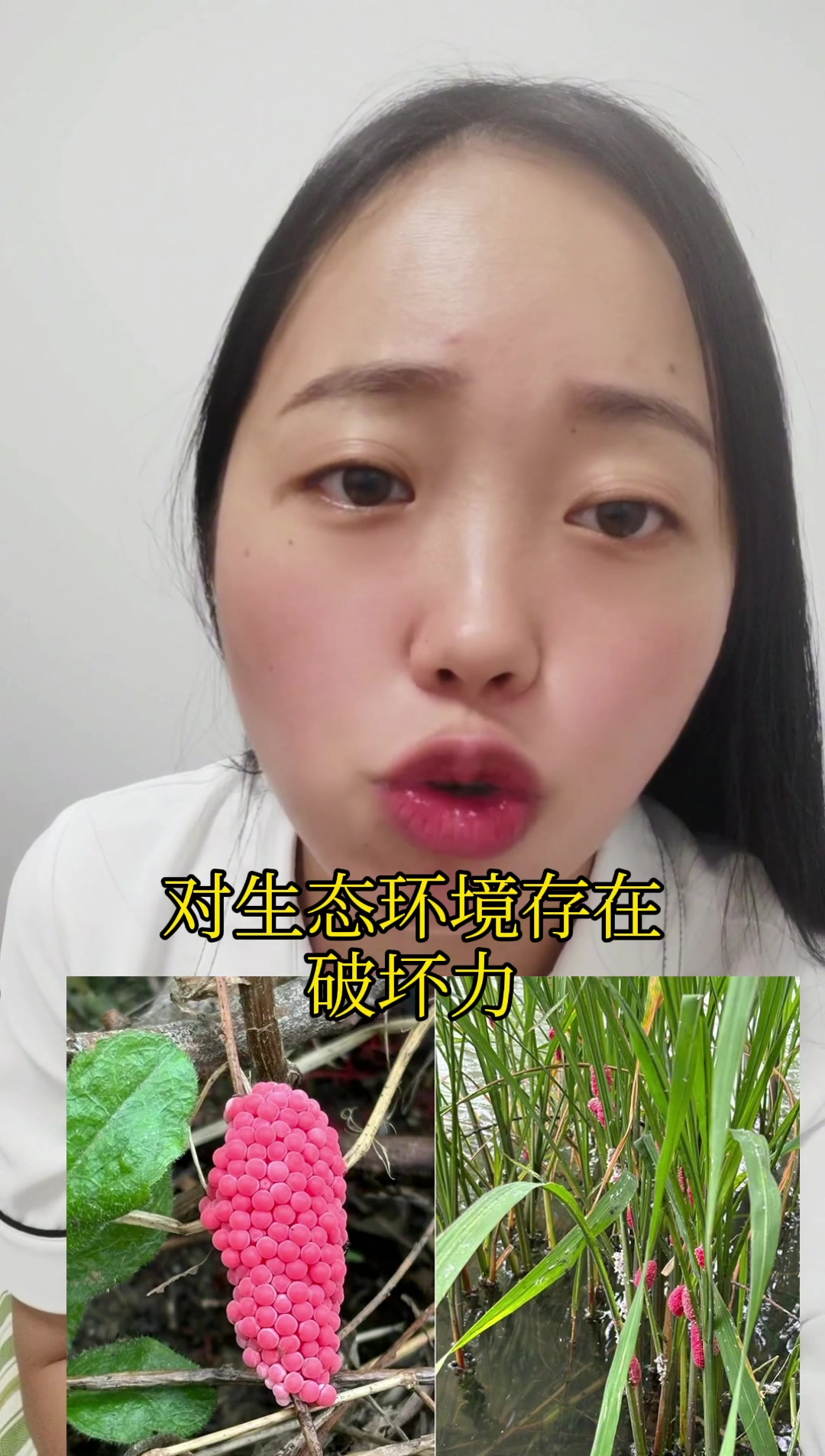 夏天吃田螺注意了,警惕吃到福寿螺,一口吃进6000条寄生虫!