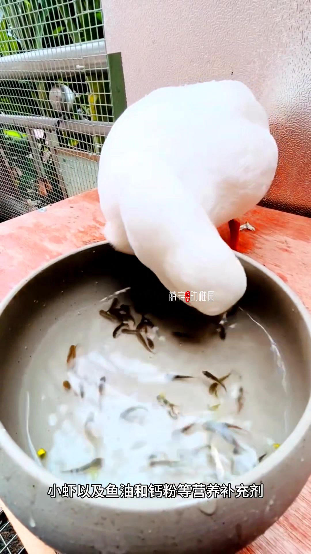 柯尔鸭到底怎么养