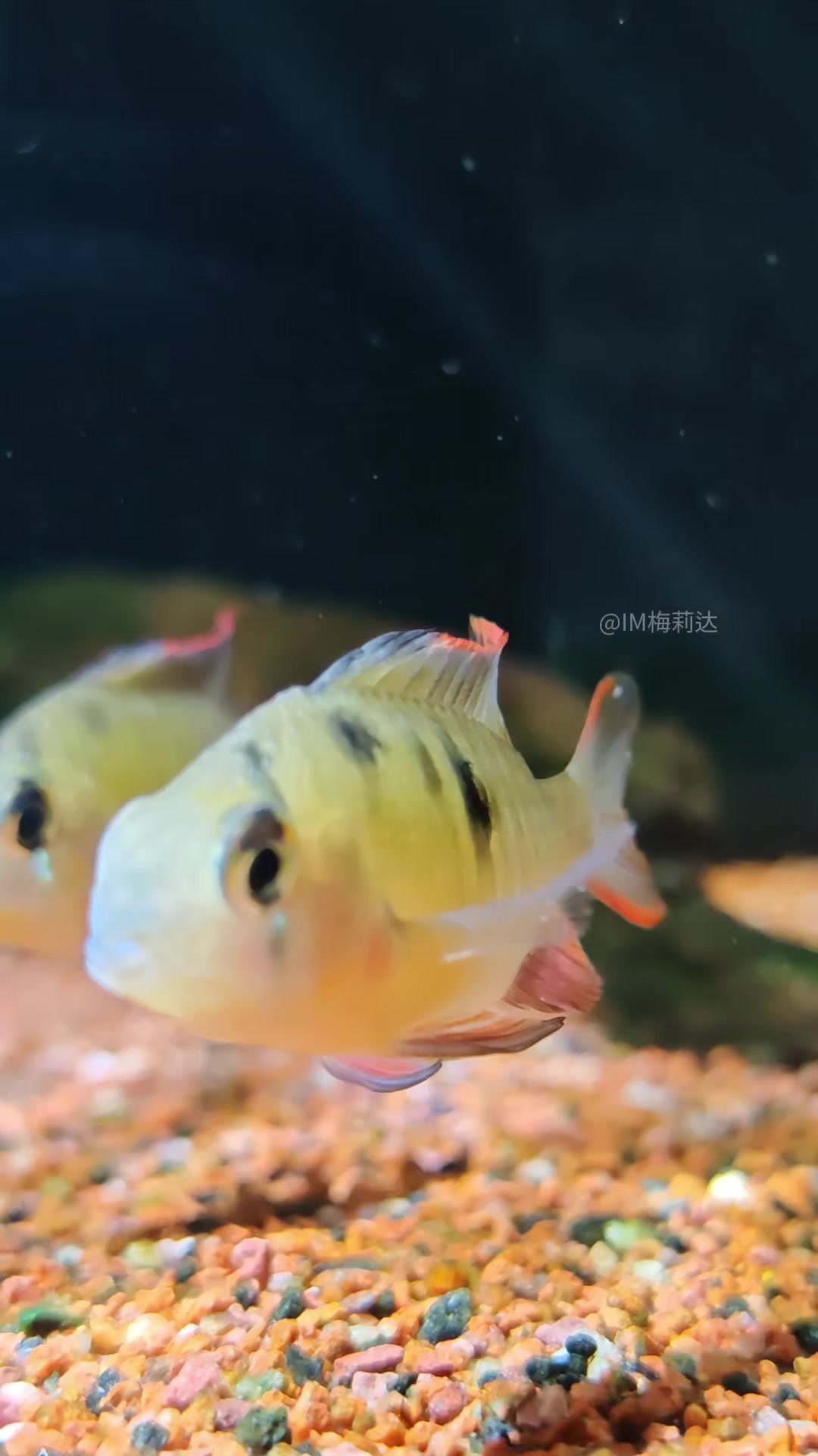 玻利维亚凤凰鱼(少年版)水族爱好者 玻利维亚凤凰鱼