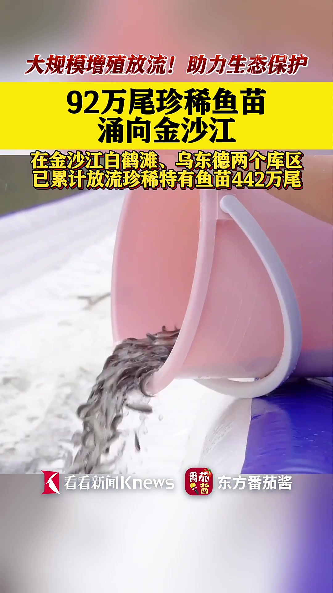 珍稀鱼类重返金沙江92万尾鱼苗放流助力生态保护