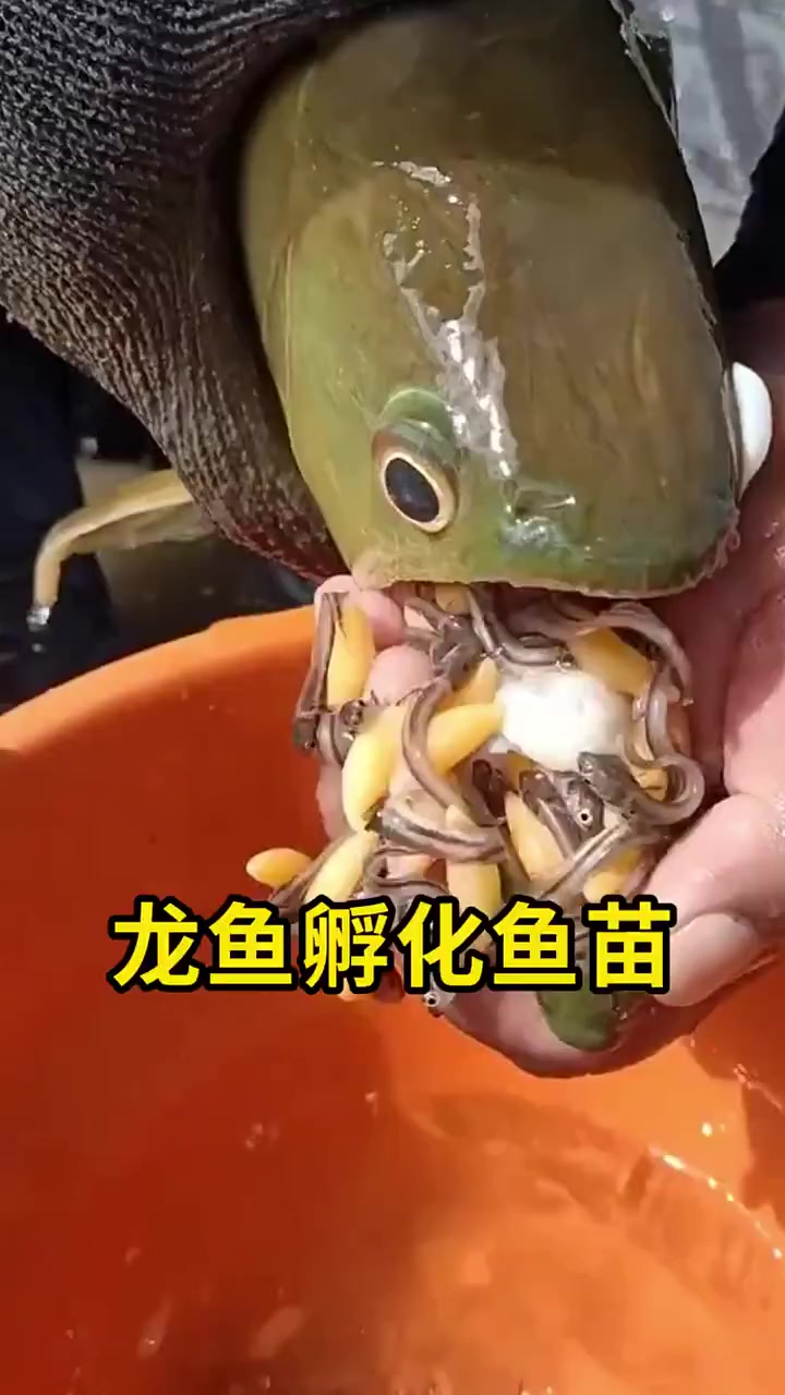 小龙鱼宝宝:口中自孵,满载营养!