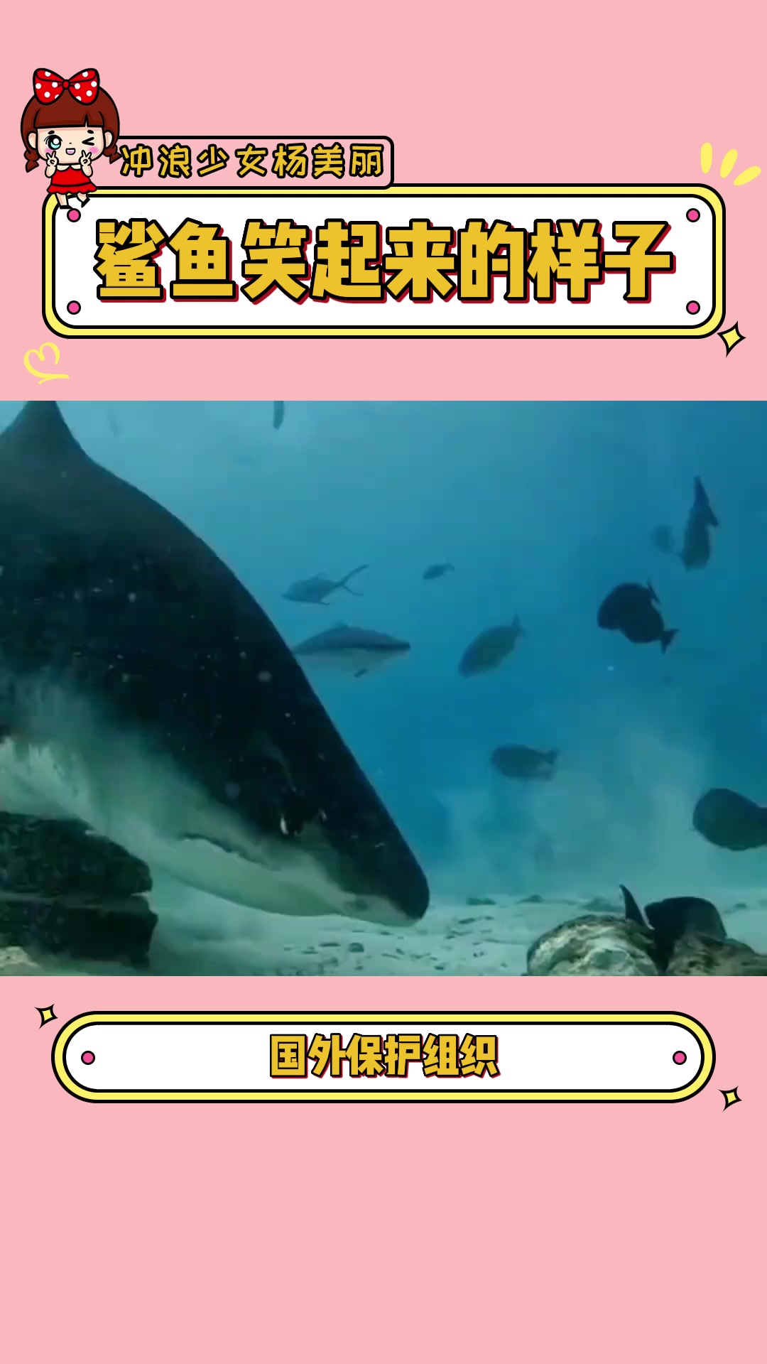 第一次在鲨鱼脸上看到谄媚的感觉