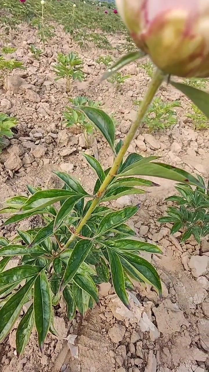 观赏切花芍药品种