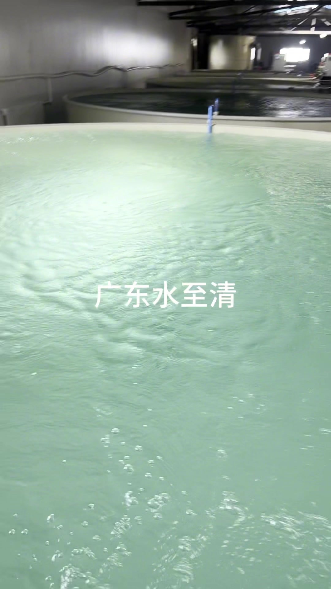 来看新疆的虹鳟鱼高密度养殖基地