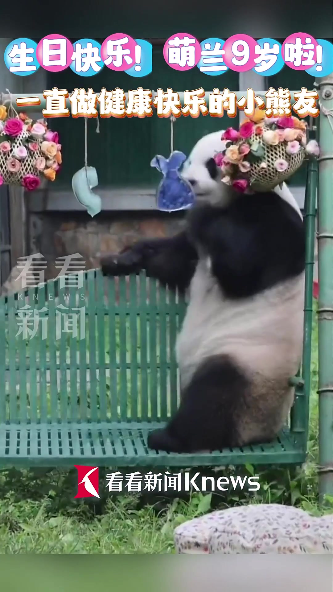 大熊猫萌兰9岁“生日派对”现场画面来了!
