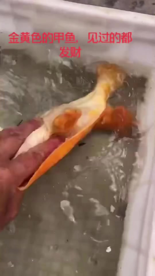 金黄色甲鱼,见过都发财