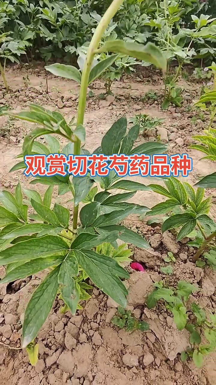 观赏切花芍药品种