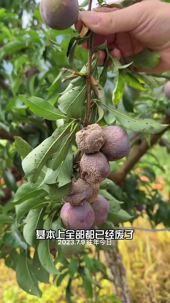 褐腐病是一个可以让你全园绝收的病害,要注意这几方面 小兵李树系统化管理方案 新农人计划20